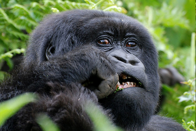 3 Days Gorilla Trekking From Rwanda