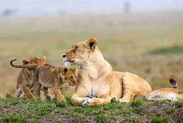 15 Days Uganda & Kenya Wildlife Safari