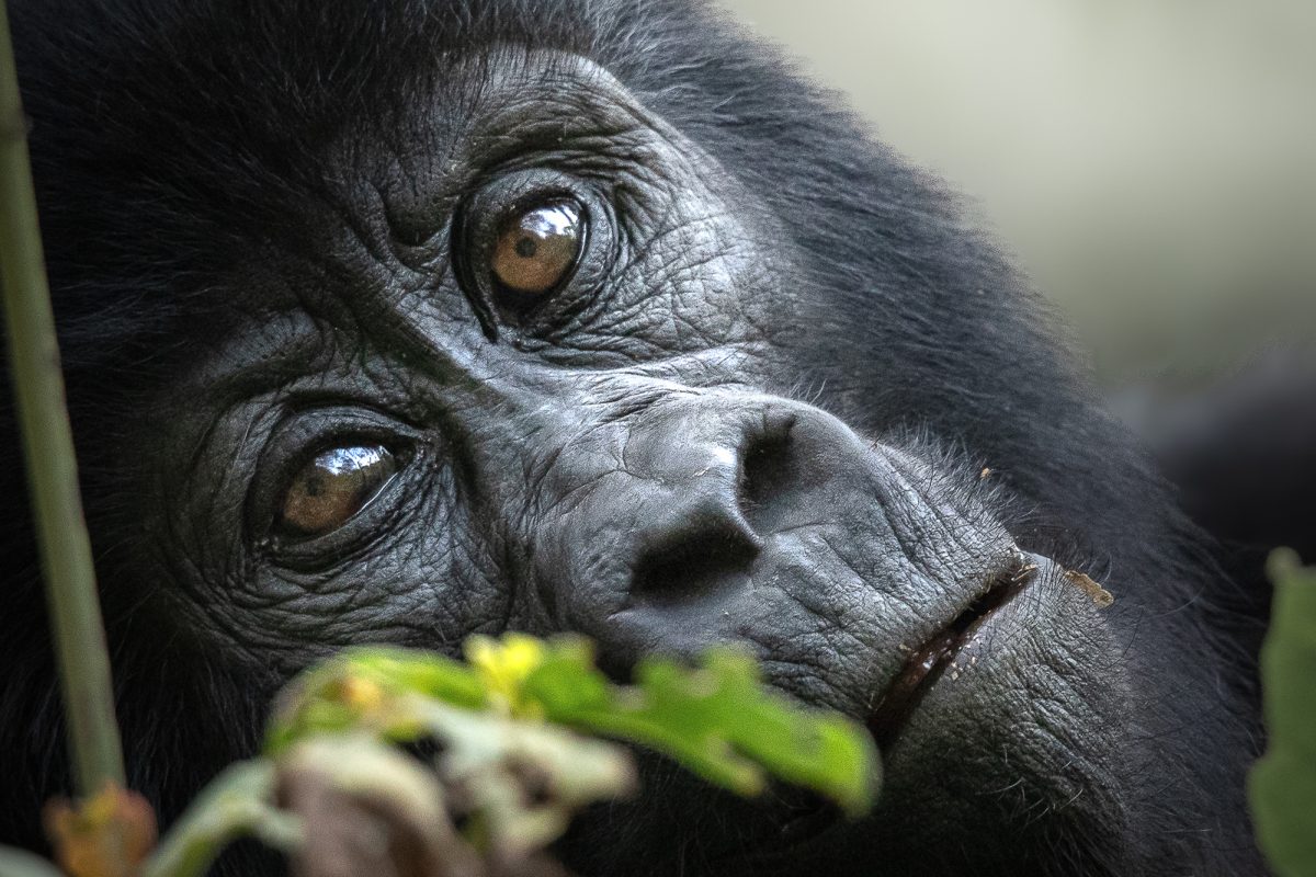 Uganda Fly-in Gorilla Safari
