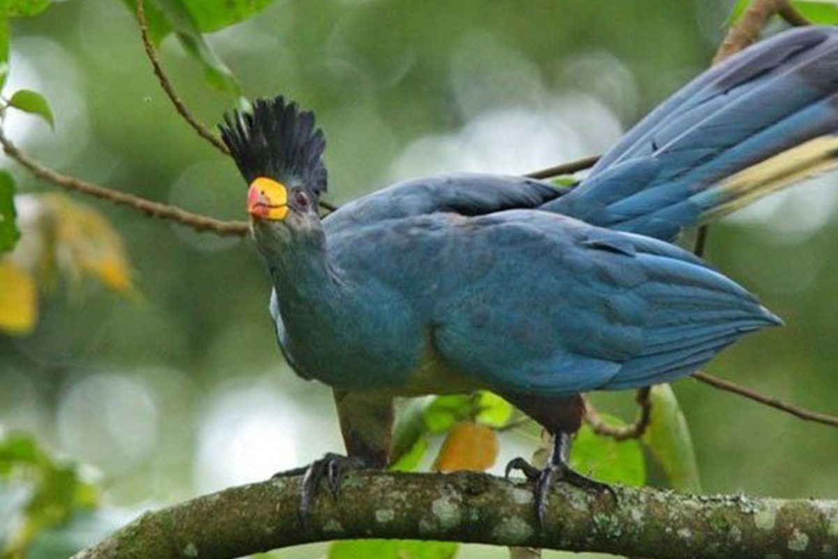 Uganda Birding Safaris
