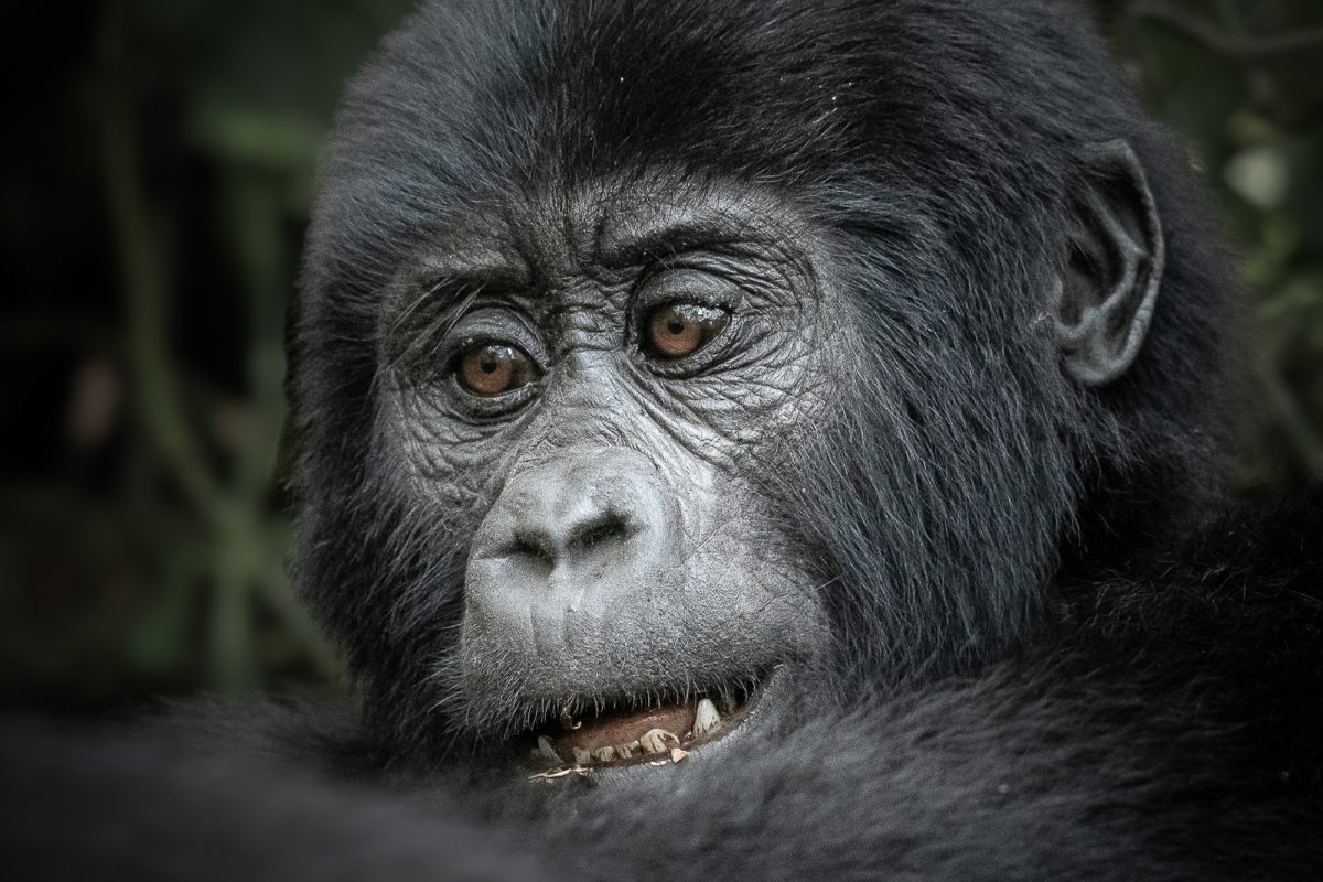 Bwindi Impenetrable Forest National Park