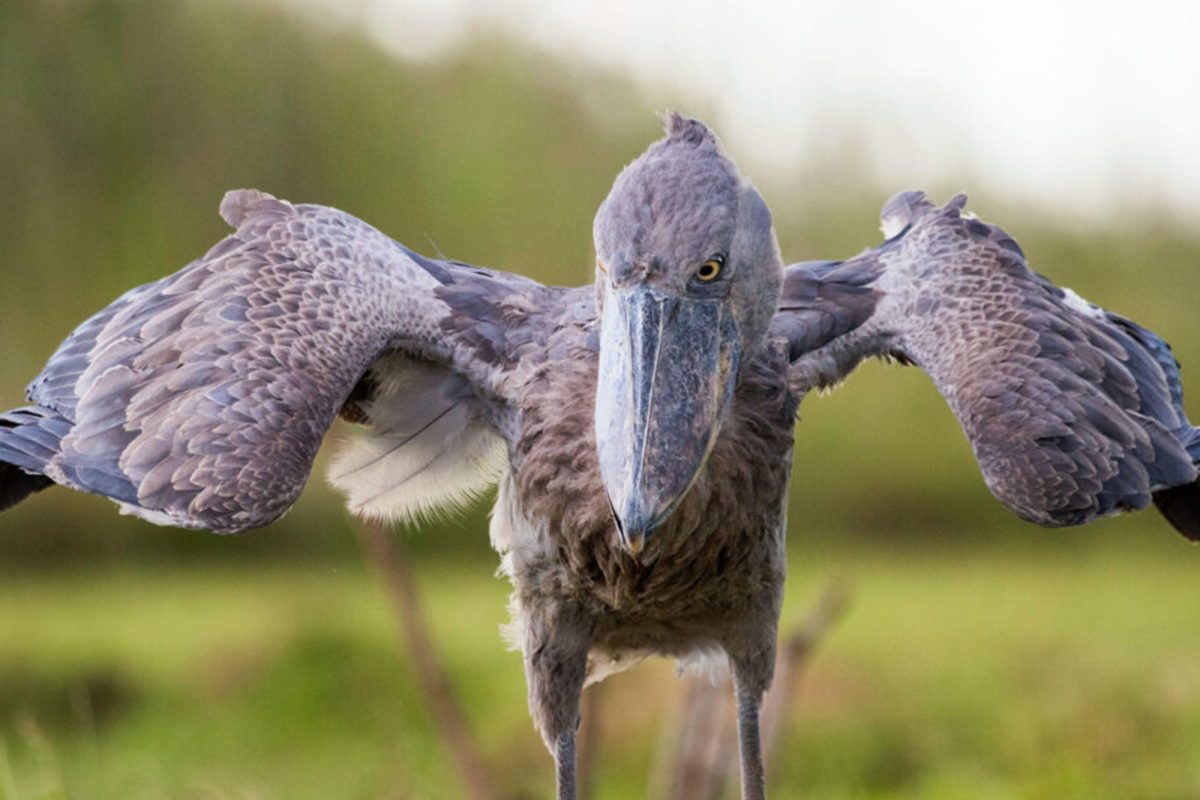 Uganda Birding Safaris